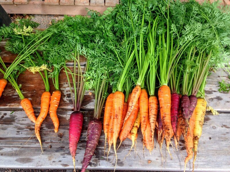 carrot, carrots, produce, food, vegetable, fresh, healthy, organic, orange, root, vegetarian, bunch, raw, nature, market, natural, salad, agriculture, freshness, harvest, farm, garden, gardening, plant, rustic, carrot, carrot, carrot, carrot, carrots, carrots, carrots, carrots, carrots