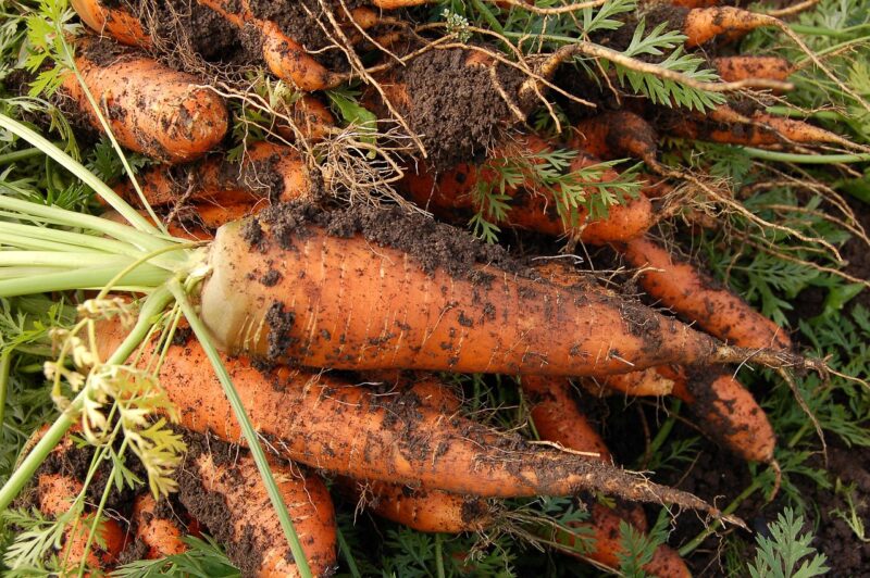 carrot, vegetable garden, nature, plant, vegetable, carrot, carrot, carrot, carrot, carrot, vegetable garden, vegetable garden, vegetable garden