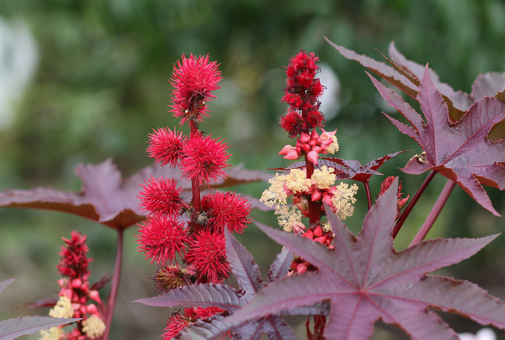 Wunderbaum (Ricinus communis)