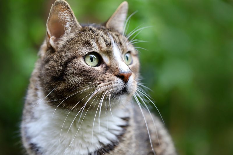 cat, cat face, european shorthair