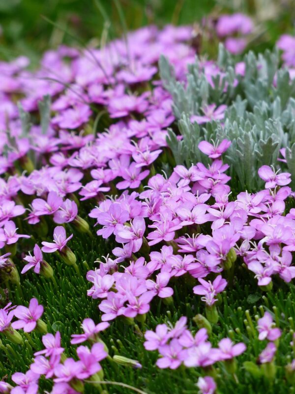 primula catchfly, flower wallpaper, blossom, bloom, nature, pink, flower, flower background, silene acaulis, cushion carnation, glue herb, silene, dianthus, caryophyllaceae, pink cushion, beautiful flowers, upholstery, alpine flower, alpine plant