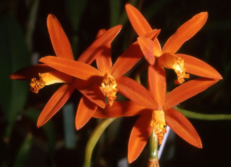 Cattleya Angereri