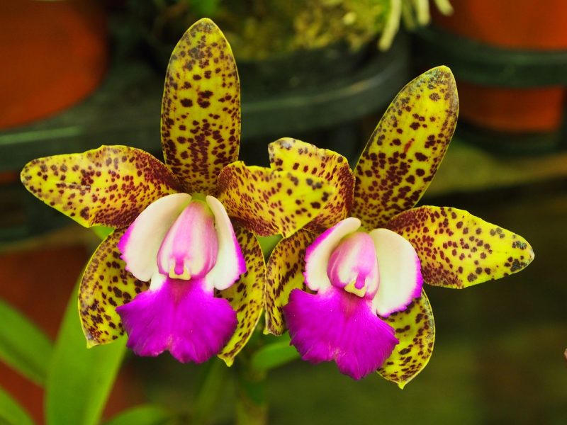 cattleya, orchid, spot