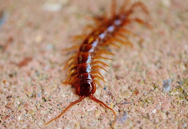 centipede crawling
