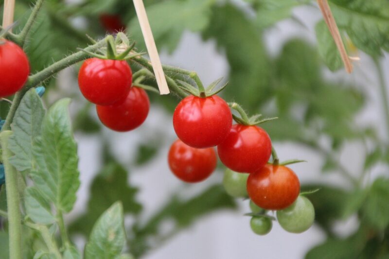 tomatoes, cherry tomatoes, tomato red, fruit, vegetables