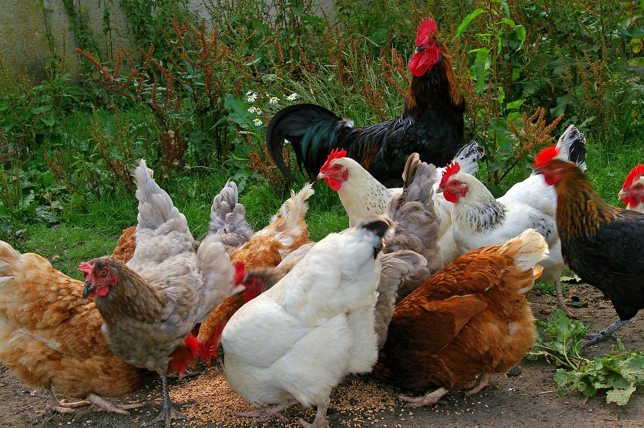 Chicken Coop On Wheels