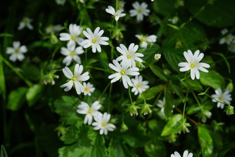 real starfish, flower wallpaper, blossoms, white, starlight, dianthus, flower background, plant, flower, bloom, flora, spring, nature, wildflower, pointed flower, big star chrysalis, stellaria holostea, beautiful flowers, large-flowered starfish, chickweed, stellaria media, caryophyllaceae, wild plant, meadow plant, chickweed, chickweed, chickweed, chickweed, chickweed, stellaria media, stellaria media, stellaria media