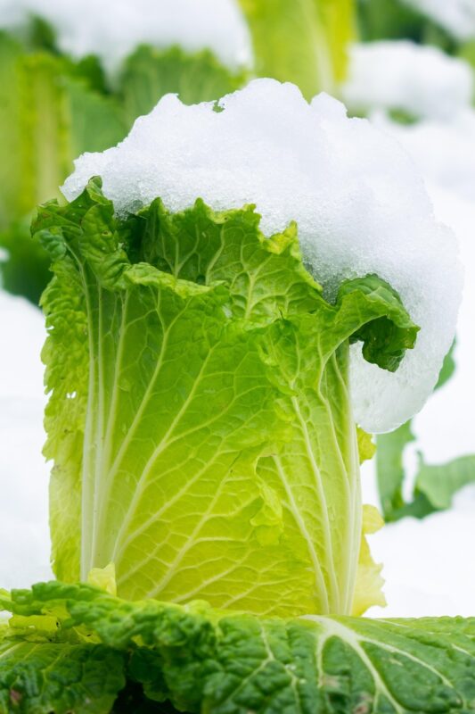 snow, chinese cabbage, cabbage, siong, plastic dish, vegetable, green, healthy, grow, winter, cruciferous, brassica, chinese cabbage, chinese cabbage, chinese cabbage, nature, chinese cabbage, chinese cabbage