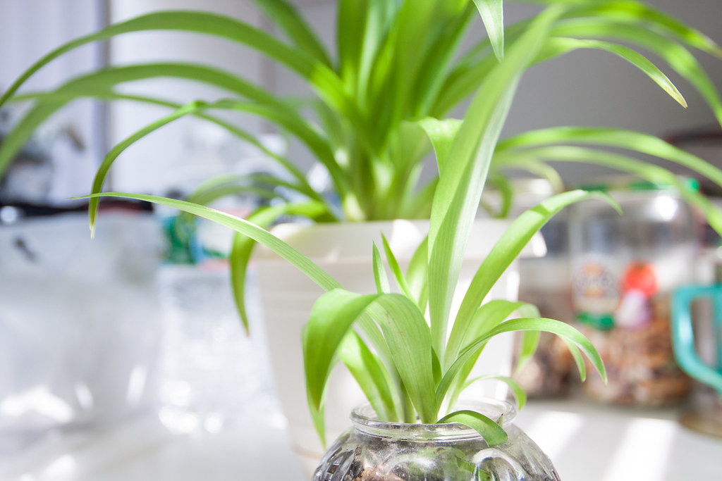 Propagating Spider Plants