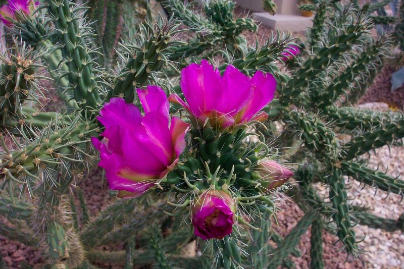 cholla cactus, flower, plant