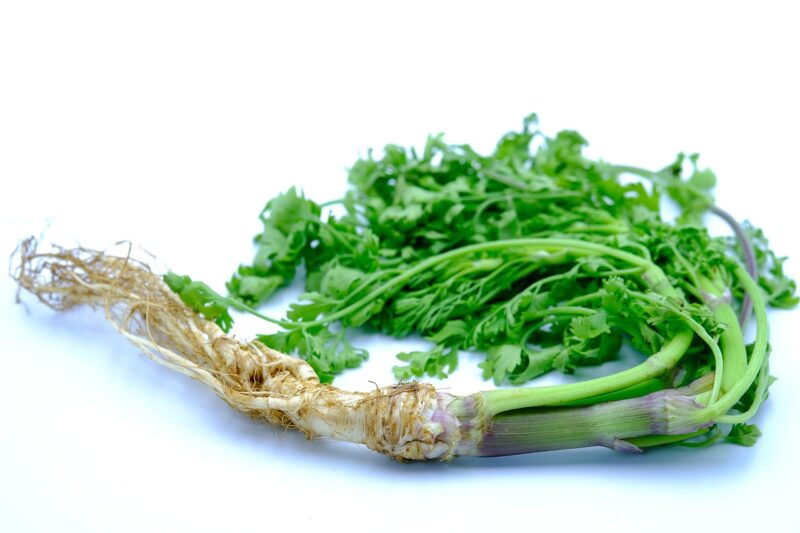 coriander, cilantro, herb, ingredient, healthy, fresh, spice, coriander, coriander, coriander, coriander, coriander, cilantro