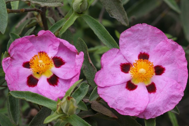 cistus, pink, flower