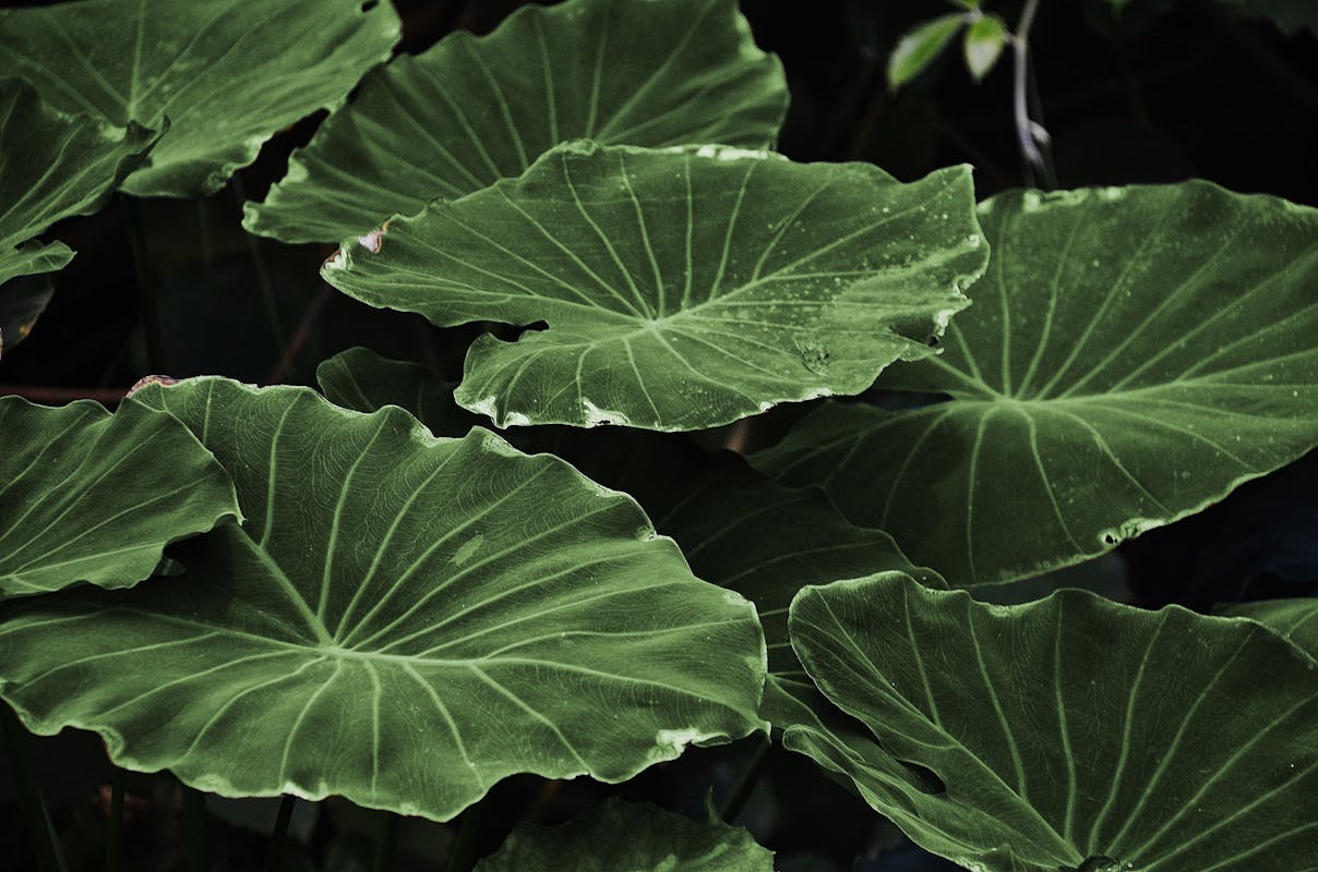 Colocasia Elephant Ears