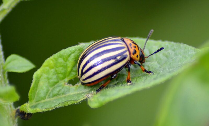 beetle, potato beetle, insect, pest, beautiful, sensor, multicoloured, feet, head, legs, leaf, green, beetle, potato beetle, potato beetle, potato beetle, nature, potato beetle, potato beetle, pest