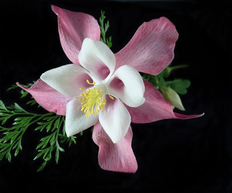 flower, flower background, columbine