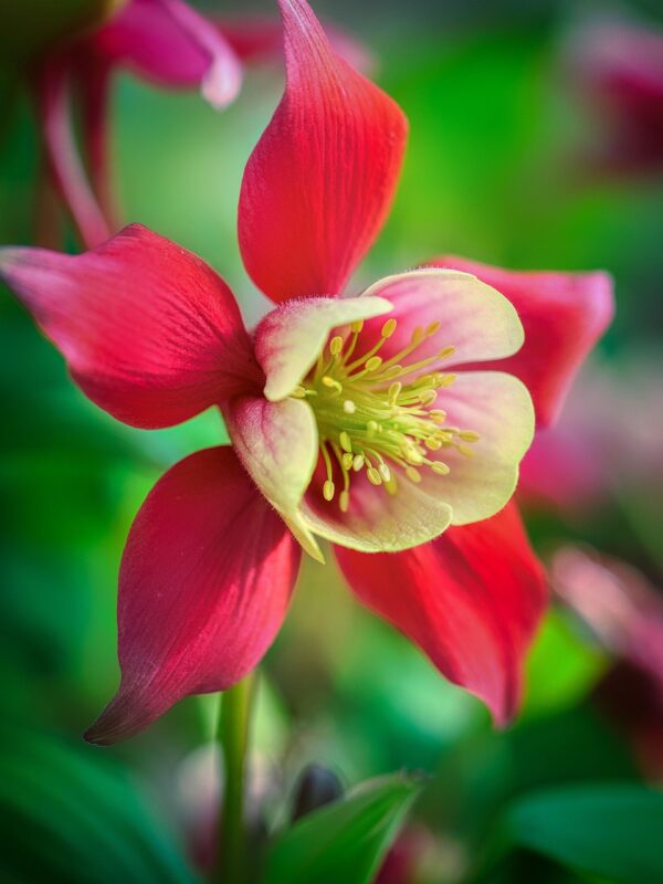 eastern red columbine, wild columbine, red columbine, aquilegia canadensis, nature, blossom, bloom, flora, spring, garden, close up, macro, wild columbine, wild columbine, wild columbine, aquilegia canadensis, aquilegia canadensis, aquilegia canadensis, aquilegia canadensis, aquilegia canadensis, bloom