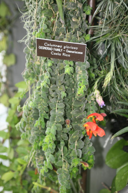 Columnea gloriosa