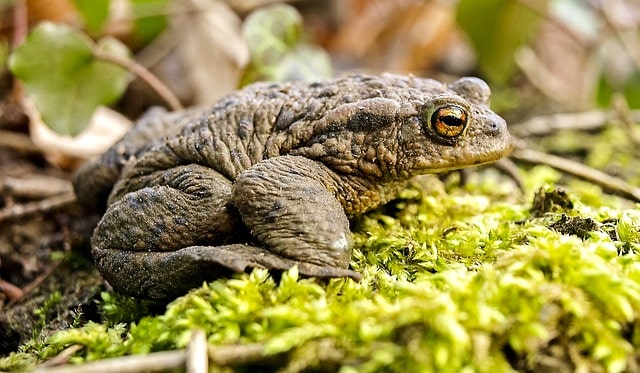 Common Toad on Moss