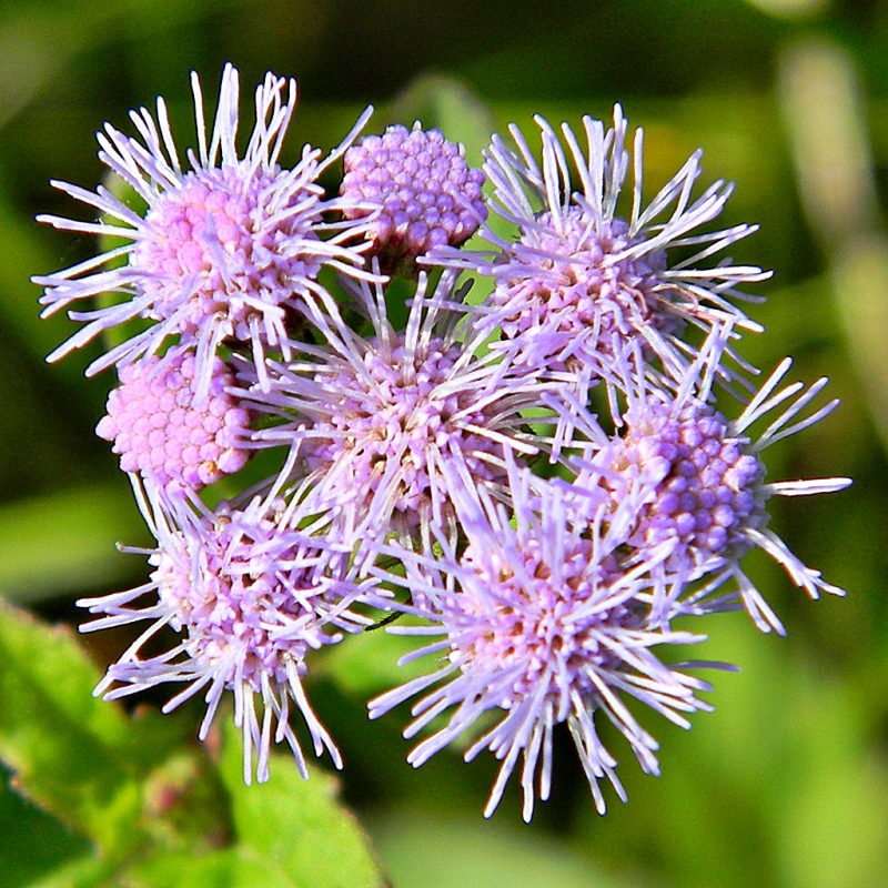 Conoclinium coelestinum (Blue Mistflower)