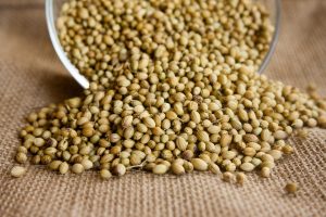 Harvesting Coriander Seeds