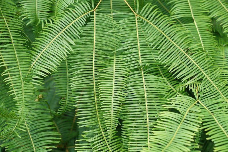 ferns, free wallpaper, windows wallpaper