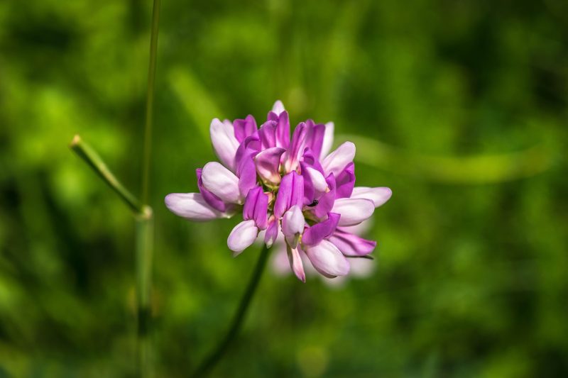 flower, beautiful flowers, blossom