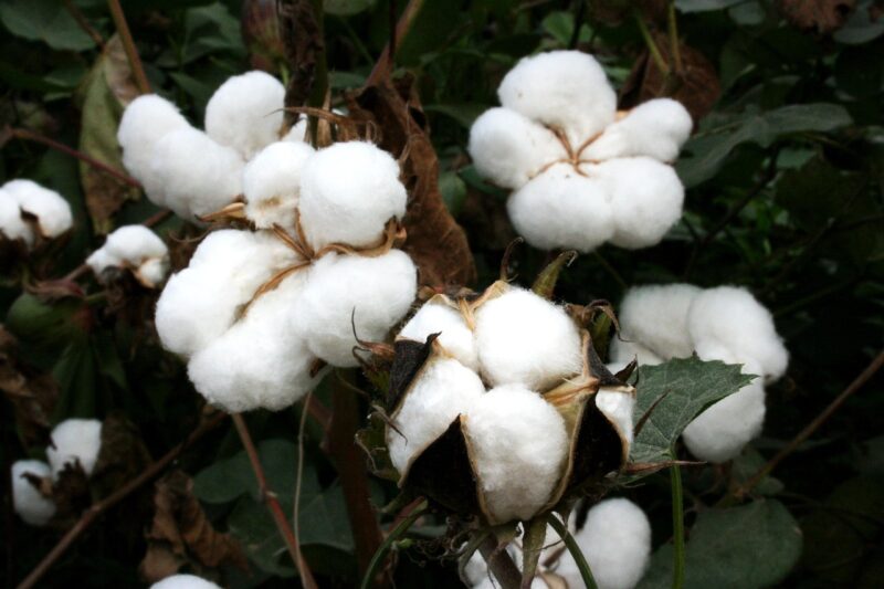 cotton, bt cotton, gmo, biotech cotton, gm crops, nature, plants, india, agriculture, highyielding, insect resistant, farming, genetically modified cotton, gm cotton, genetic engineering, genetically engineered cotton