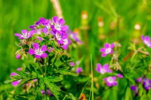 Low Maintenance Fall Plants