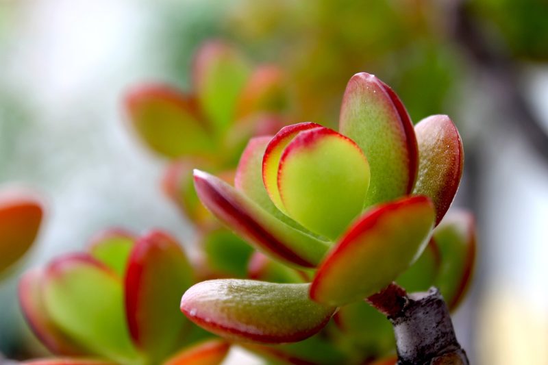 crassula, nature, plant