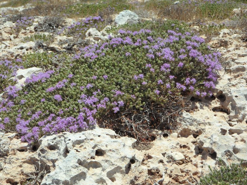 wild thyme, thyme, wild herbs