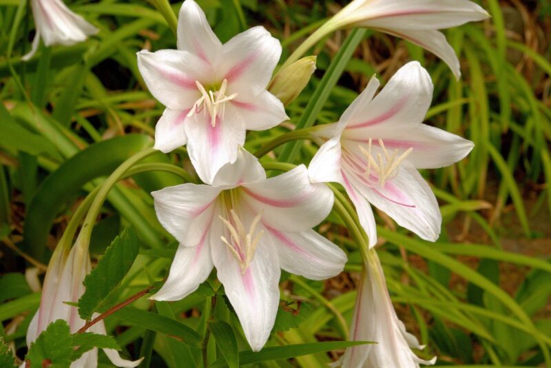 crinum lilies, plant, flower, botany, nature, green, lily, milk and wine, poisonous, woodland, gardens, cape lily, crinum lily, spider lily, swamp lily, tubular, perennial, bulb, tunicated bulb, amaryllidaceae, flower background, herbaceous, bulbispermum, lily, lily, crinum lily, flower wallpaper, crinum lily, crinum lily, crinum lily, crinum lily, beautiful flowers, spider lily