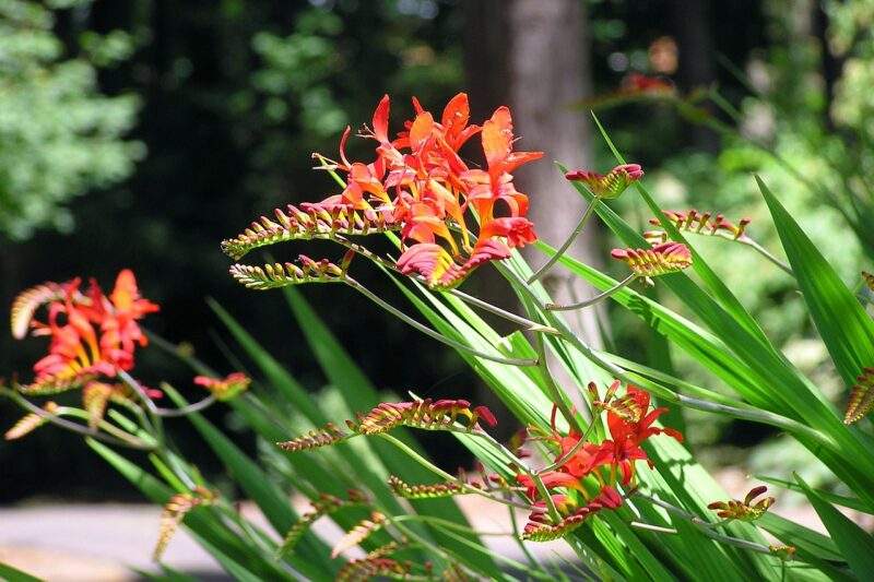 iris, crocosmia, flower wallpaper