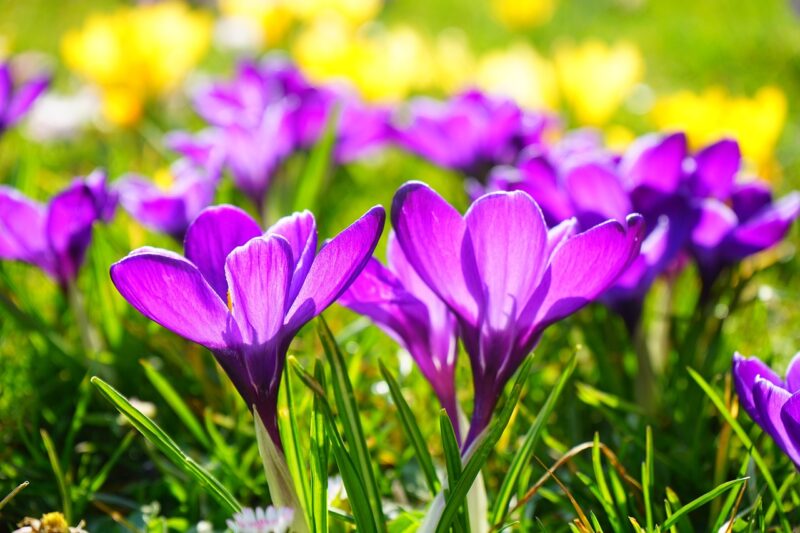 flowers, crocus, meadow