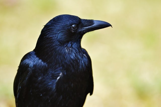 crow-close