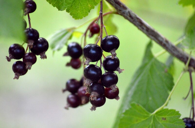 fruit, berry, fresh, black currants, gooseberry family, branch, vitamins, healthy, nature, food, edible berries, shrub, hanging grapes, plant, red currant, black currant panicle, panicle, ribes nigrum