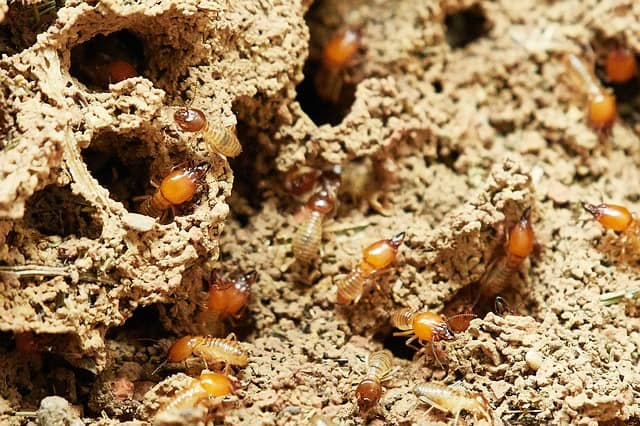 cypress mulch termites