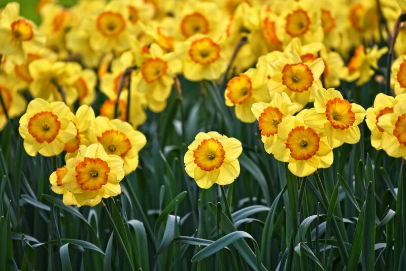 daffodils, flowers, garden