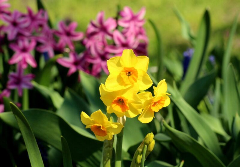 daffodil, daffodils, spring flowers, spring, garden, yellow, figure, nature, season, daffodil, daffodil, daffodil, daffodil, daffodil, daffodils, daffodils, spring