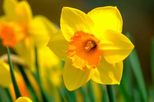 How To Dry Daffodil Bulbs