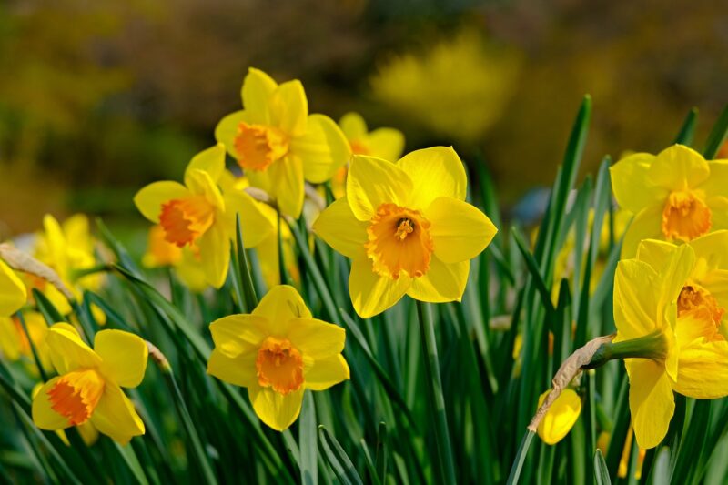 daffodil, nature, flower