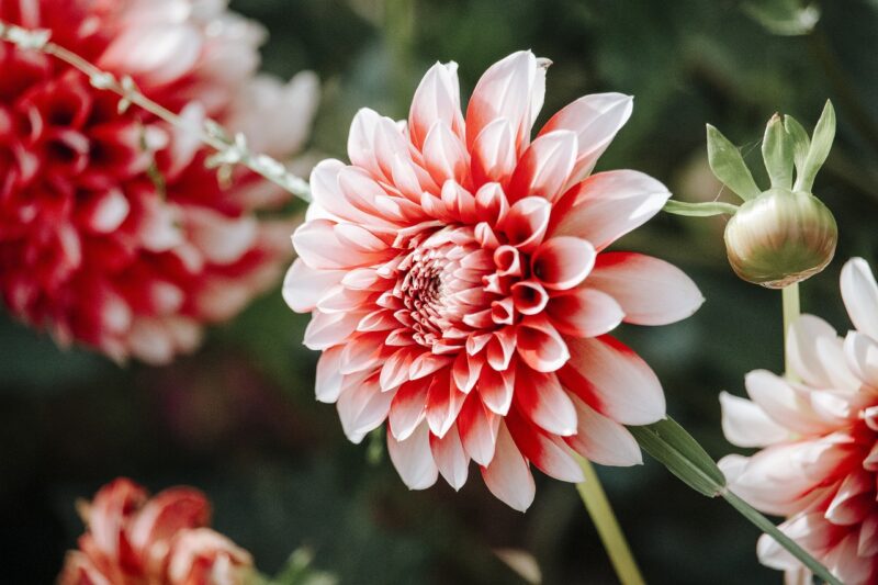 dahlia, flower, plant