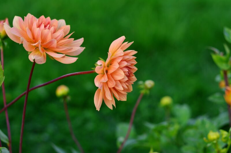 dahlias, dahlia cultivas, flower