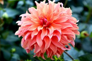 Propagating Dahlias