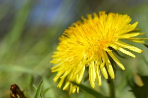 Harvesting Dandelion