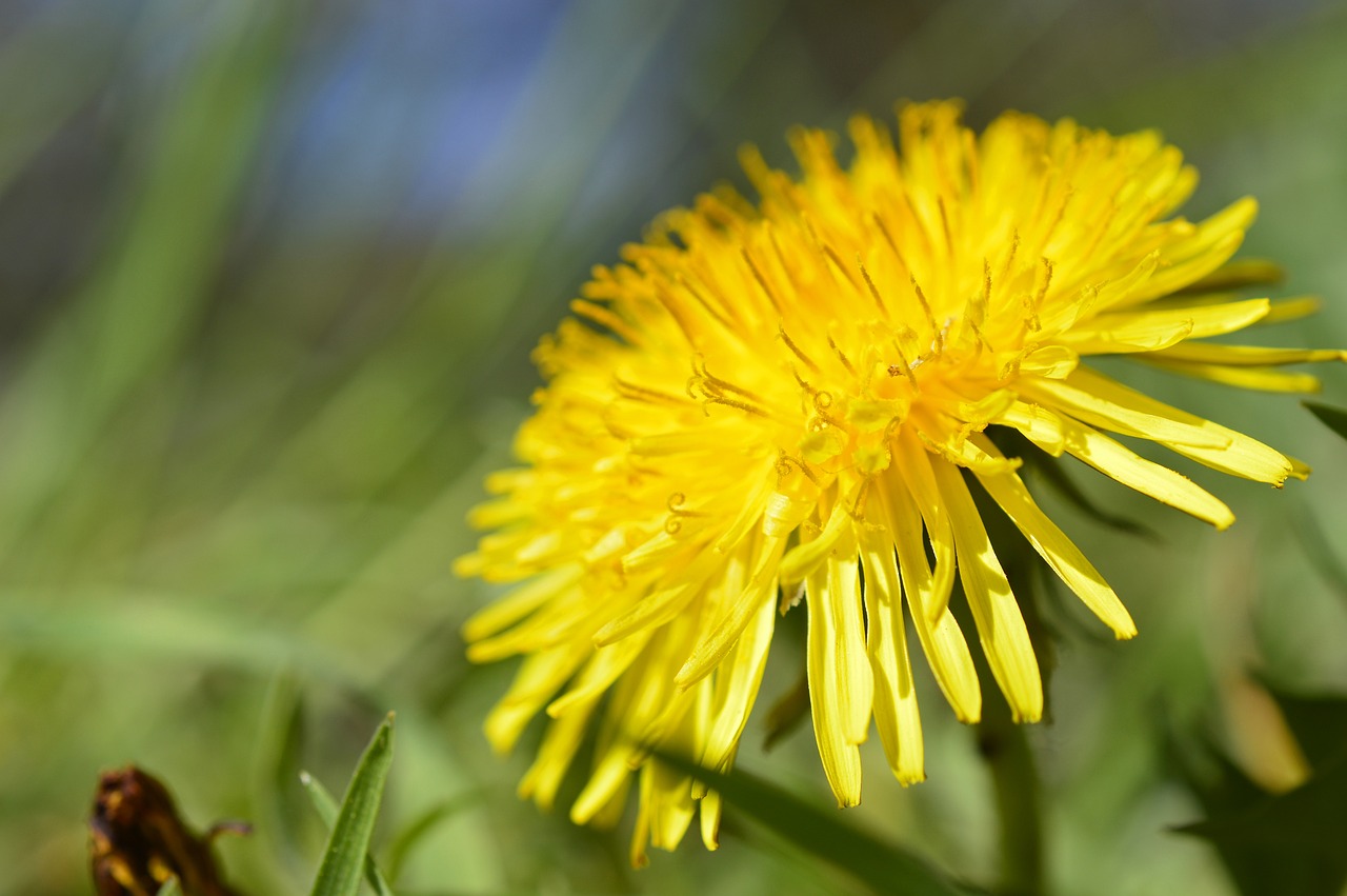 Harvesting Dandelion