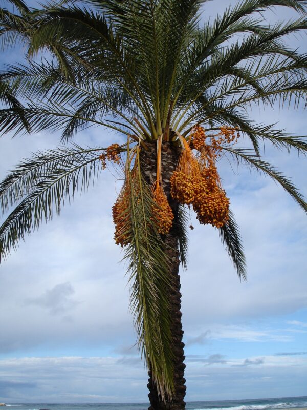 date palm, palm tree, dates