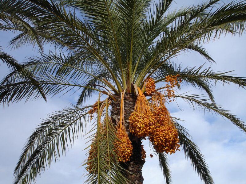 date palm, palm tree, dates, phoenix dactylifera, nature, fruit, seeds, plant, exotic, date palm, date palm, date palm, date palm, date palm