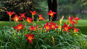 How To Grow Lilies