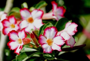 Propagating Desert Rose