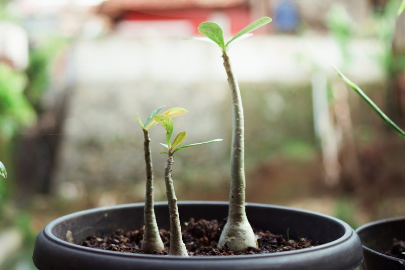 adenium, potted plants, plants